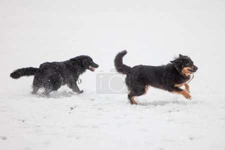 Téléchargez les photos : Hovawart, hovie noir et or marqué chien deux courir après l'autre - en image libre de droit