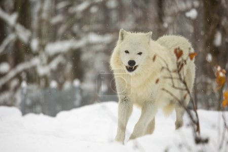 Photo for Arctic wolf (Canis lupus arctos) he looks cheerful - Royalty Free Image