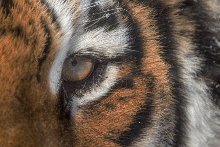 Téléchargez les photos : Mâle tigre sibérien (Panthera tigris tigris) gros oeil de tigre de près - en image libre de droit