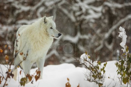 Foto de Lobo ártico (Canis lupus arctos) se ve alegre - Imagen libre de derechos