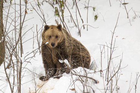 Téléchargez les photos : Ours brun (Ursus arctos) dans la neige, pas encore en hibernation - en image libre de droit