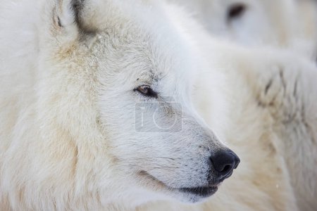 Foto de Lobo ártico (Canis lupus arctos) retrato de cerca de la cabeza, tiene un hocico largo - Imagen libre de derechos