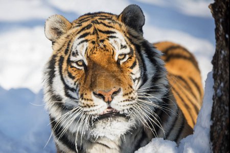 Photo for Male Siberian tiger (Panthera tigris tigris) - Royalty Free Image