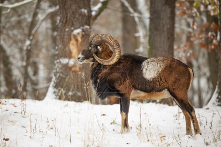 Téléchargez les photos : Mouflon mâle (Ovis aries musimon) pendant l'hiver - en image libre de droit