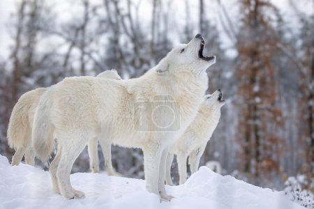 Foto de Lobo ártico (Canis lupus arctos) la manada está aullando, convocando a los miembros - Imagen libre de derechos