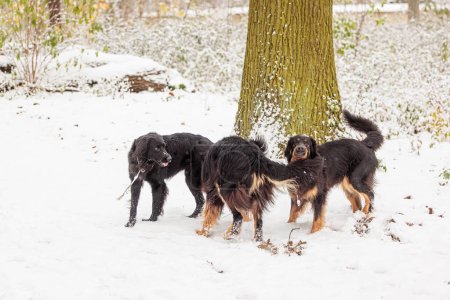 Photo for Hovawart, hovie black and gold marked dog pack playing in the snow - Royalty Free Image