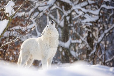Téléchargez les photos : Loup arctique (Canis lupus arctos) hurler seul est une belle lumière - en image libre de droit