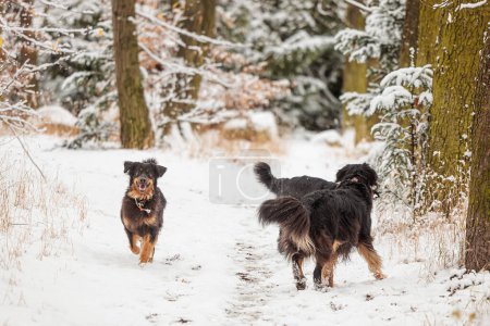 Foto de Hovawart, hovie negro y oro marcado perro tres en la nieve - Imagen libre de derechos