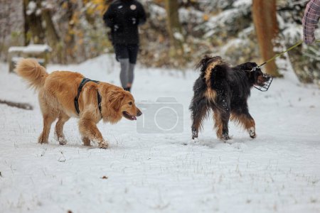 Téléchargez les photos : Hovawart, hovie noir et or marqué chien clair et sombre - en image libre de droit