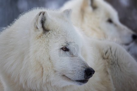 Foto de Lobo ártico (Canis lupus arctos) retrato de cerca entre la manada - Imagen libre de derechos