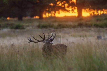Photo for The red deer (Cervus elaphus) a deer in rut roars, Richmond park, challenge of rivals at sunrise - Royalty Free Image