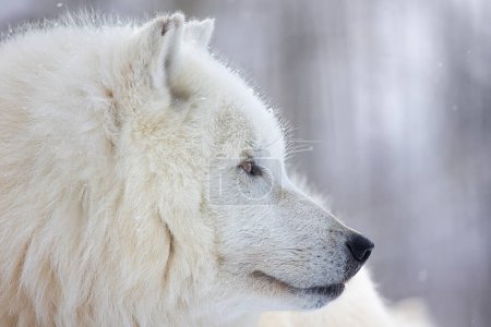 Foto de Lobo ártico (Canis lupus arctos) retrato de primer plano en el paisaje invernal - Imagen libre de derechos
