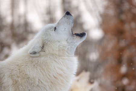 Foto de Lobo ártico (Canis lupus arctos) vista de cerca de un individuo aullando - Imagen libre de derechos