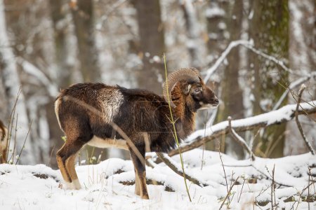Photo for Male mouflon (Ovis aries musimon) s a feral subspecies of the primitive domestic sheep, in the winter forest - Royalty Free Image