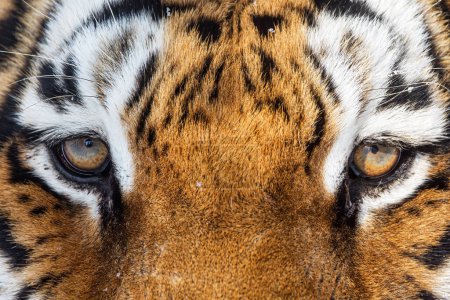Foto de Macho tigre siberiano (Panthera tigris tigris) gran ojo de tigre de cerca - Imagen libre de derechos