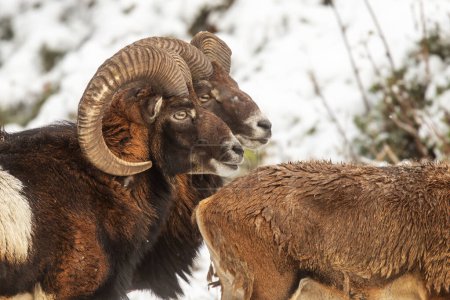 Téléchargez les photos : Mouflon mâle (Ovis aries musimon) est une sous-espèce sauvage des moutons domestiques primitifs, dans la forêt d'hiver - en image libre de droit