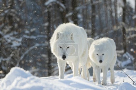 Foto de Lobo ártico (Canis lupus arctos) la manada se mueve a través del paisaje nevado - Imagen libre de derechos