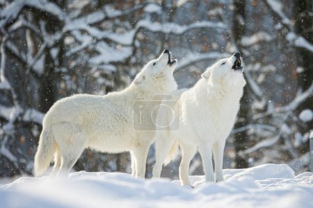 Foto de Lobo ártico (Canis lupus arctos) equipo aullando pareja - Imagen libre de derechos