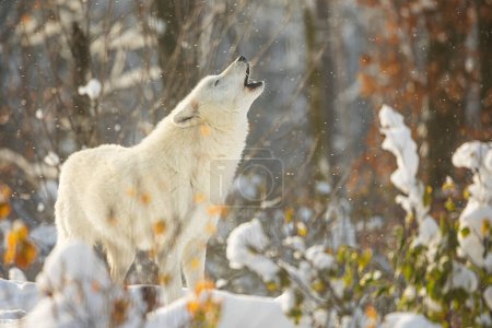 Photo for Arctic wolf (Canis lupus arctos) howls alone in the silence of the snowy forest - Royalty Free Image