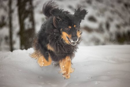 Foto de Hovawart, hovie perro negro y oro marcado jugando en la nieve profunda - Imagen libre de derechos