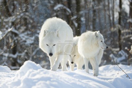 Foto de Lobo ártico (Canis lupus arctos) La manada camina por el campo nevado - Imagen libre de derechos