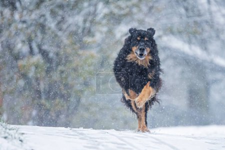 Téléchargez les photos : Hovawart, hovie chien noir et doré marqué courant dans de fortes chutes de neige - en image libre de droit