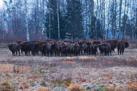 Photo for The European bison (Bison bonasus) or the European wood bison herd by the woods - Royalty Free Image