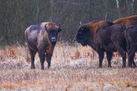 Foto de El bisonte europeo (Bison bonasus) o el bisonte europeo de madera macho de pie en el borde de la manada - Imagen libre de derechos