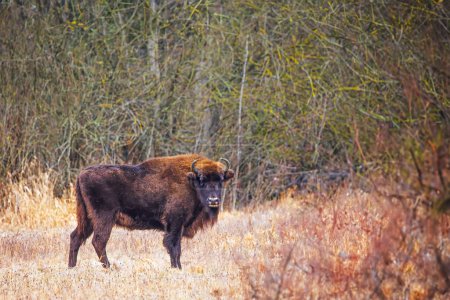 Photo for The European bison (Bison bonasus) or the European wood bison male standing on the edge of the bush and the forest - Royalty Free Image