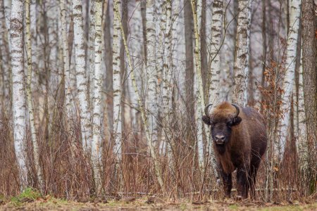 Téléchargez les photos : Le bison européen (Bison bonasus) ou le bison des bois européen parmi les bouleaux - en image libre de droit