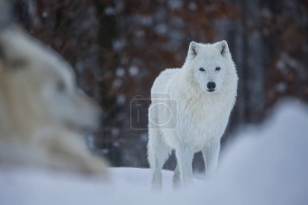 Photo for Arctic wolf (Canis lupus arctos) peering into the lens - Royalty Free Image