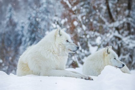 Photo for Arctic wolf (Canis lupus arctos) two are lying in the snow - Royalty Free Image