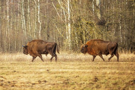 Foto de El bisonte europeo (Bison bonasus) o el bisonte europeo de madera dos machos bajo el sol de la tarde - Imagen libre de derechos