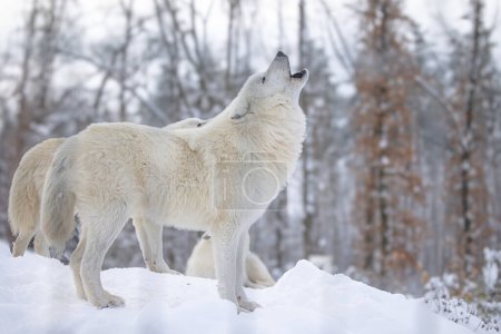 Foto de Lobo ártico (Canis lupus arctos) los dos aullando - Imagen libre de derechos