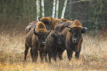 Photo for The European bison (Bison bonasus) or the European wood bison adults protect the young - Royalty Free Image