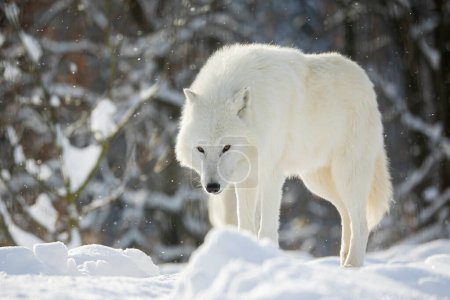 Foto de Lobo ártico (Canis lupus arctos) mirada fija - Imagen libre de derechos