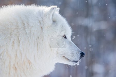 Foto de Lobo ártico (Canis lupus arctos) retrato detallado con nevadas - Imagen libre de derechos
