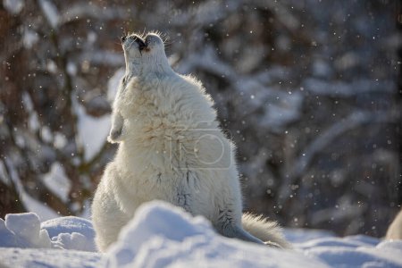 Photo for Arctic wolf (Canis lupus arctos) lying down howling into the snowfall - Royalty Free Image