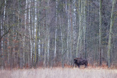 Foto de El bisonte europeo (Bison bonasus) o el bisonte europeo de madera en el borde del bosque alto - Imagen libre de derechos