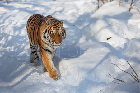 Photo for Male Siberian tiger (Panthera tigris tigris) approaching with snow - Royalty Free Image
