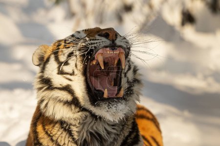 Téléchargez les photos : Tigre sibérien mâle (Panthera tigris tigris) il portait ses grandes dents - en image libre de droit