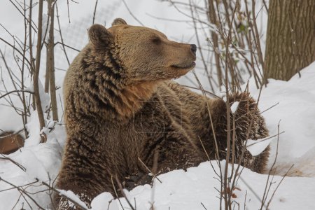 Photo for Brown bear (Ursus arctos) in the snow, not yet in hibernation - Royalty Free Image
