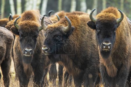 Téléchargez les photos : Le bison européen (Bison bonasus) ou le bison des bois européen détail du troupeau - en image libre de droit