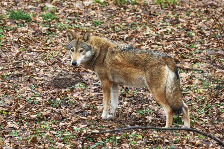 Photo for Male Eurasian wolf (Canis lupus lupus) looking back over his back - Royalty Free Image