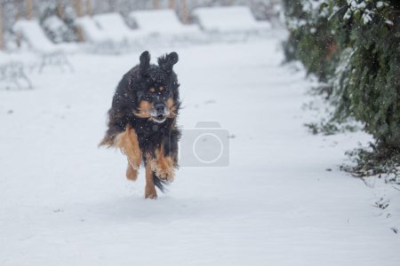 Téléchargez les photos : Hovawart, hovie noir et or marqué courant à travers la neige - en image libre de droit