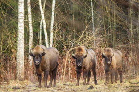 Foto de El bisonte europeo (Bison bonasus) o el bisonte europeo de madera tres juveniles - Imagen libre de derechos