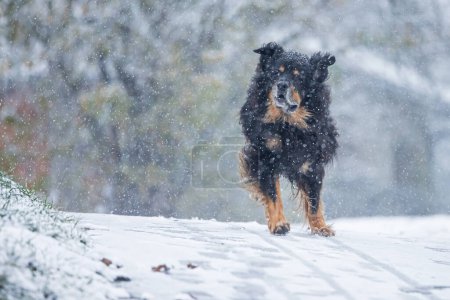 Téléchargez les photos : Hovawart, hovie noir et or marqué courant dans de fortes chutes de neige - en image libre de droit