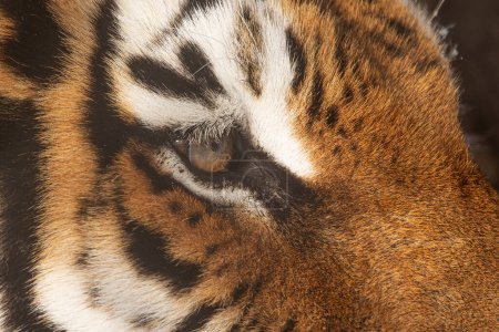 Téléchargez les photos : Tigre sibérien mâle (Panthera tigris tigris) détail à l'oeil - en image libre de droit