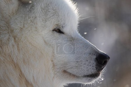 Téléchargez les photos : Loup arctique (Canis lupus arctos) détail de la section de tête - en image libre de droit