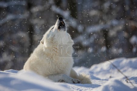 Photo for Arctic wolf (Canis lupus arctos) lying down howling into the falling snow - Royalty Free Image